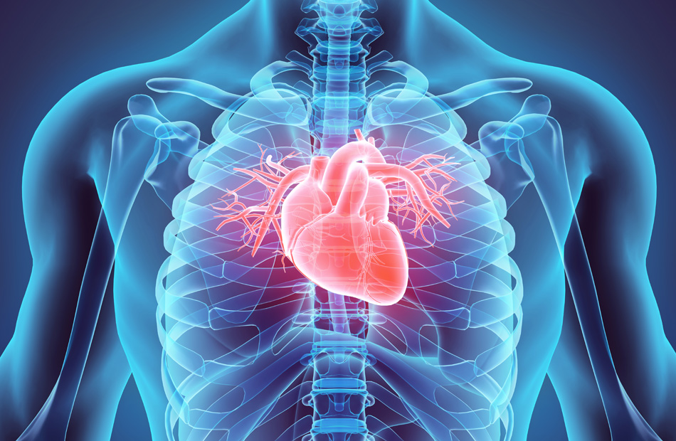 Digital illustration of human heart anatomy
