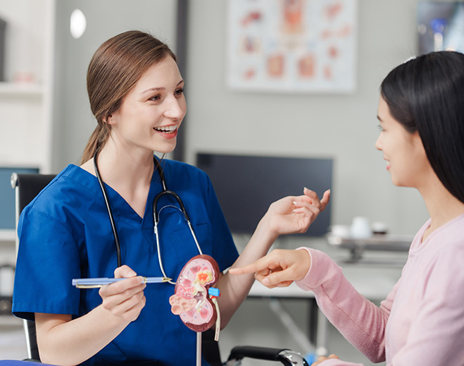 Nurse explaining kidney model to patient