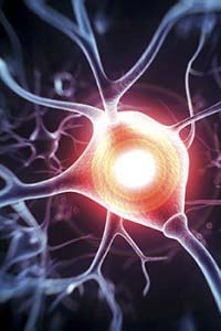 Close-up view of a neuron