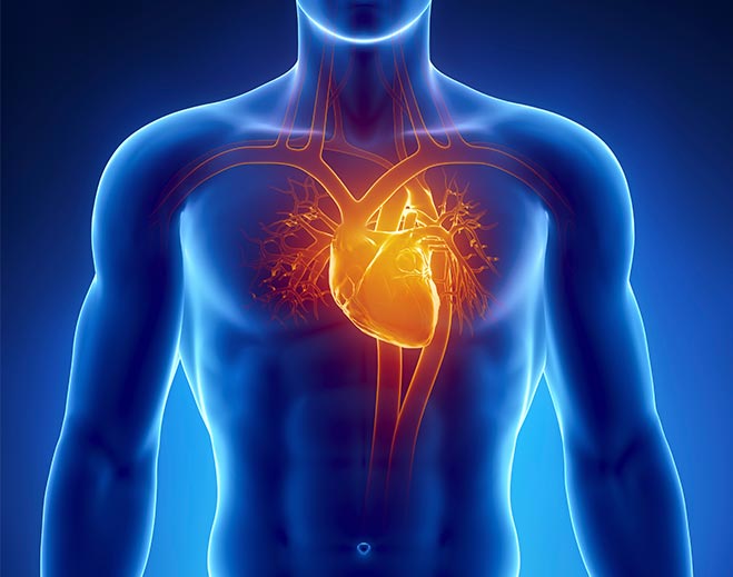 cardiology-human-body-heart-chest-pain80313feaa4f163eda0bfff0b00ed1b39