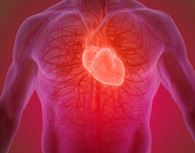 cardiology-heart-circulatory-system7d313feaa4f163eda0bfff0b00ed1b39
