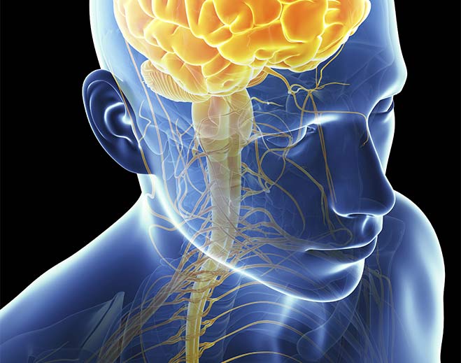 neurology-brain-stem-medulla-cranial-nervesb6323feaa4f163eda0bfff0b00ed1b39